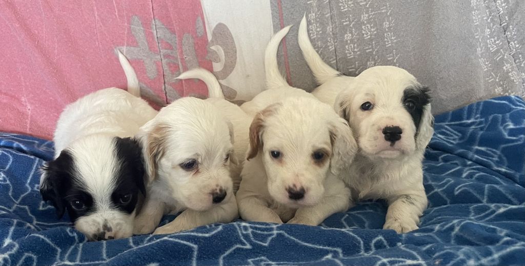 chiot Setter Anglais de l'écho de la Mordorée