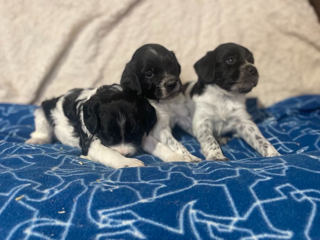 chiot Epagneul Breton de l'écho de la Mordorée