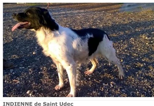 Indienne de sant tudec