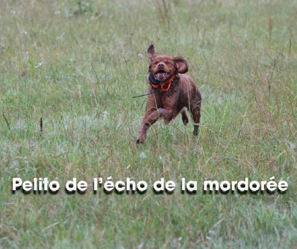Pelito de l'écho de la Mordorée