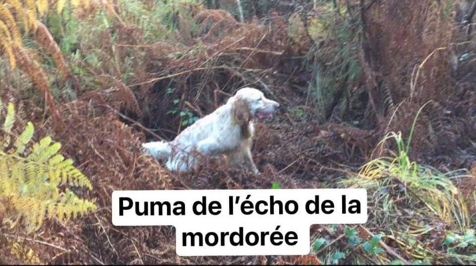 TR. Puma de l'écho de la Mordorée