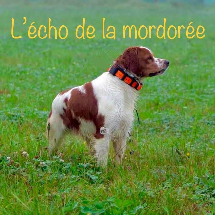 Pongo de l'écho de la Mordorée
