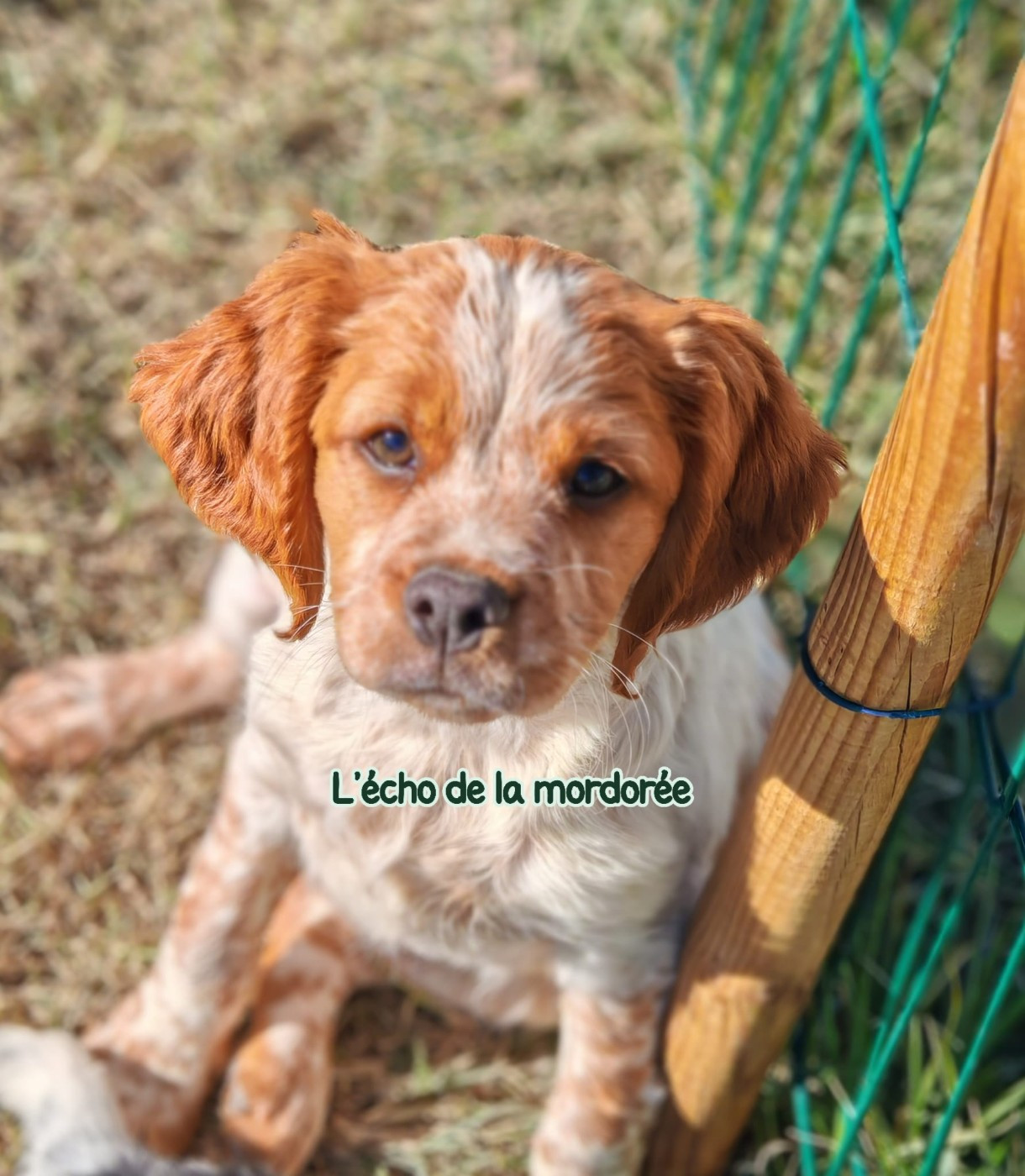 Aneth de l'écho de la Mordorée