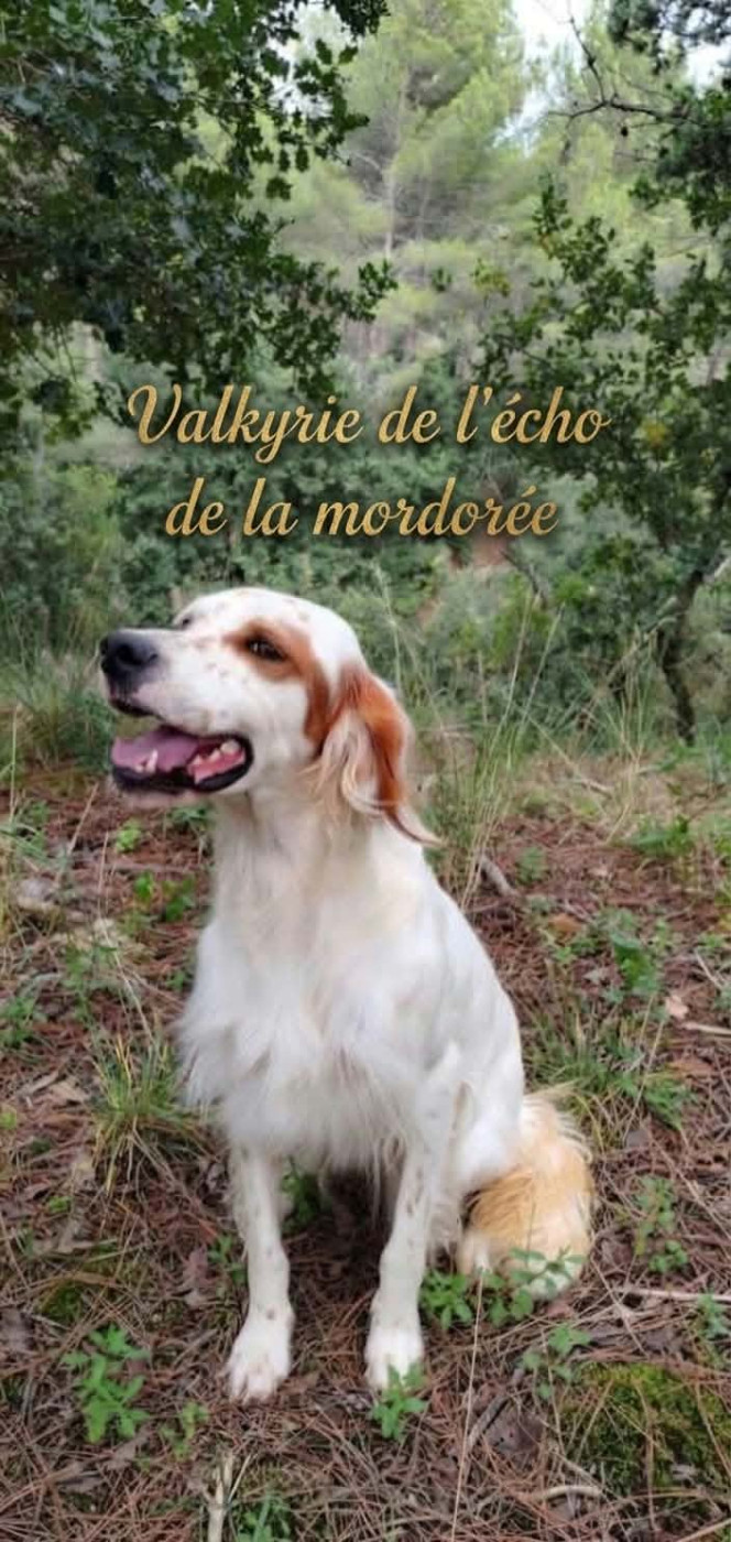 valkyrie de l'écho de la Mordorée