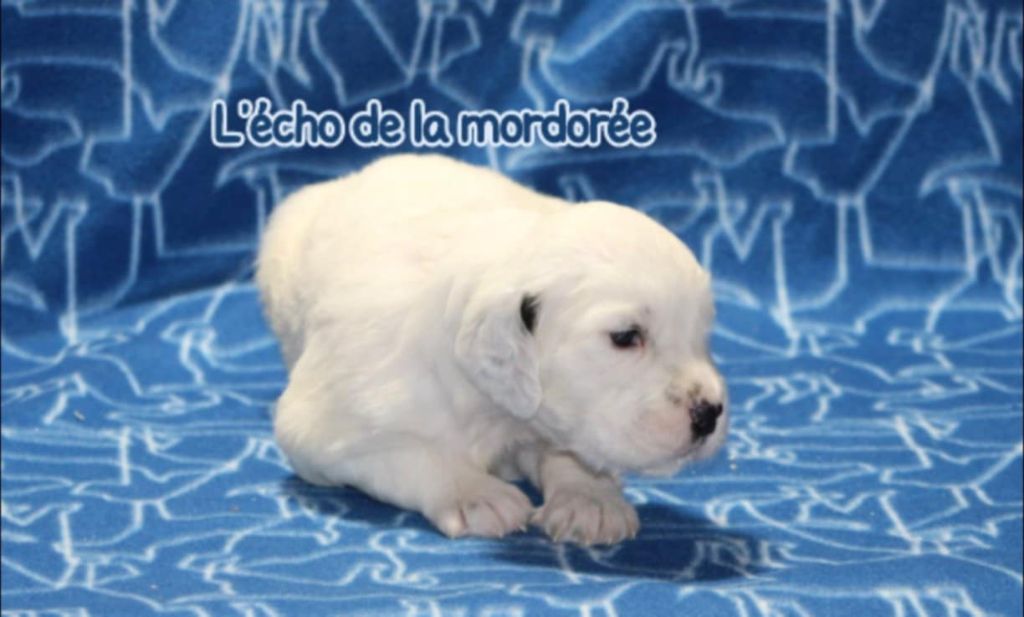 de l'écho de la Mordorée - Chiots disponibles - Setter Anglais