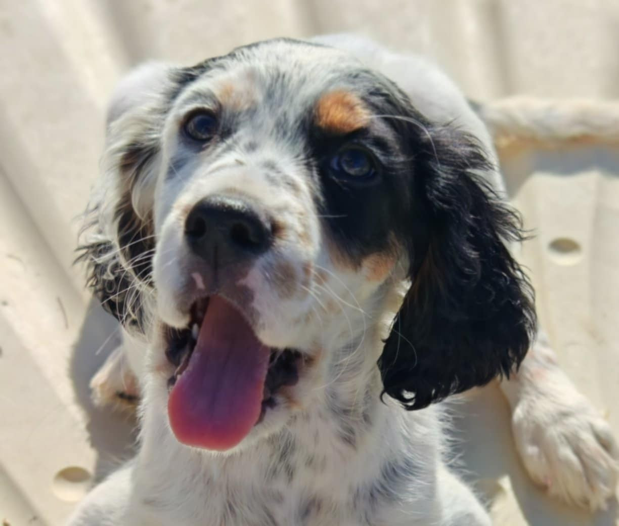 de l'écho de la Mordorée - Chiots disponibles - Setter Anglais