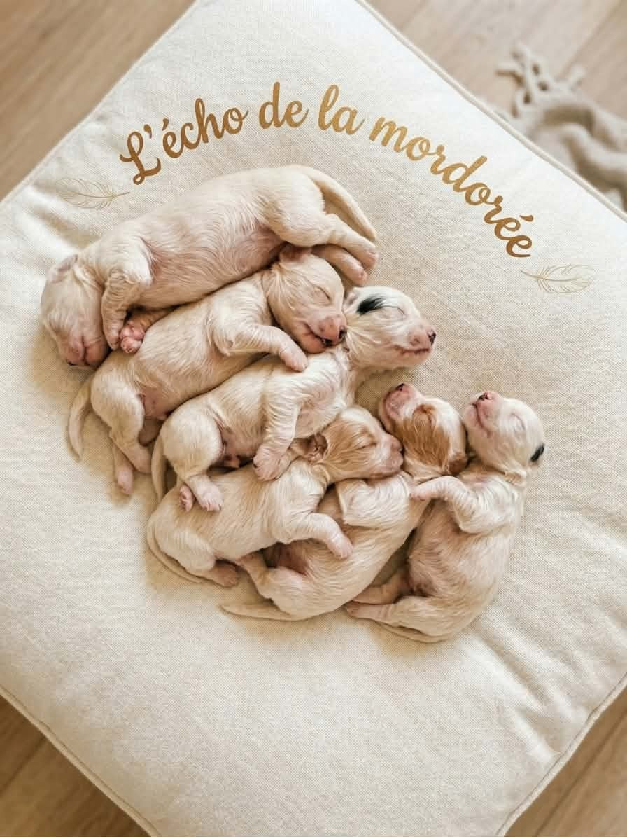 de l'écho de la Mordorée - Chiots disponibles - Setter Anglais