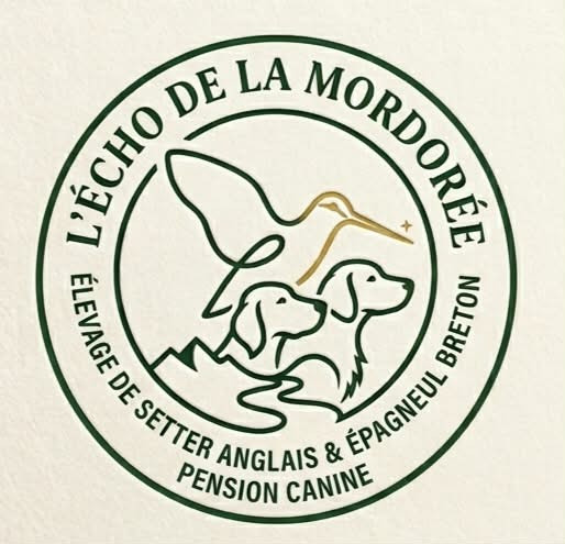 de l'écho de la Mordorée - Setter Anglais - Portée née le 08/07/2026