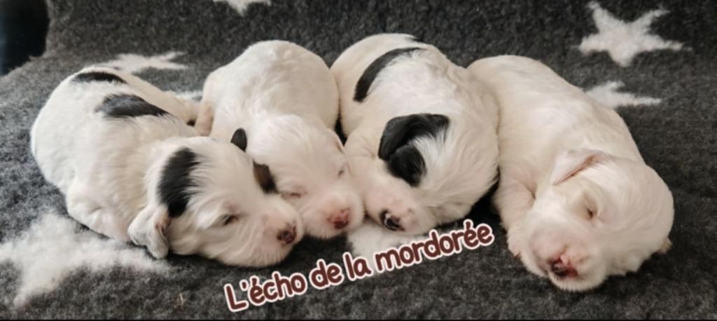de l'écho de la Mordorée - Chiots disponibles - Setter Anglais