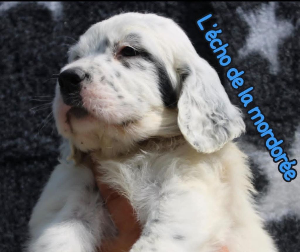 de l'écho de la Mordorée - Chiots disponibles - Setter Anglais