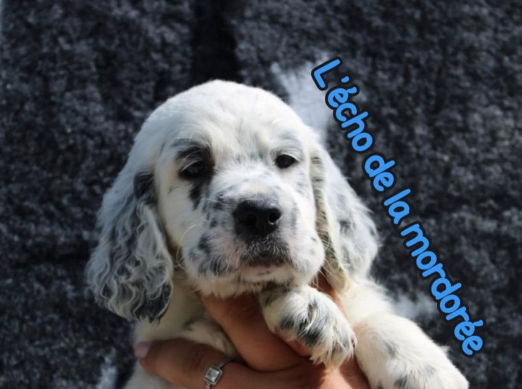 de l'écho de la Mordorée - Chiots disponibles - Setter Anglais