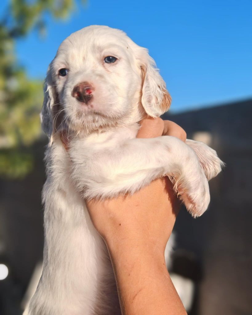 de l'écho de la Mordorée - Chiots disponibles - Setter Anglais