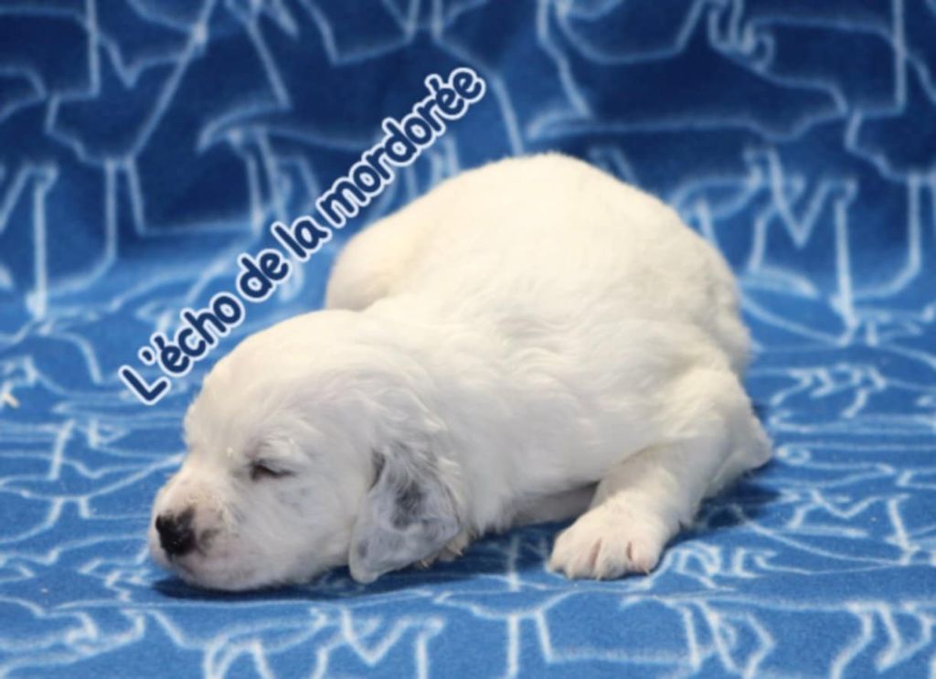 de l'écho de la Mordorée - Chiots disponibles - Setter Anglais