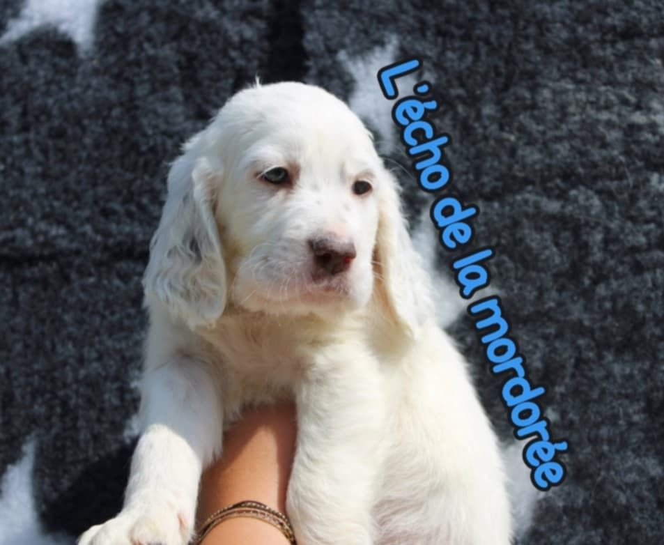de l'écho de la Mordorée - Chiots disponibles - Setter Anglais