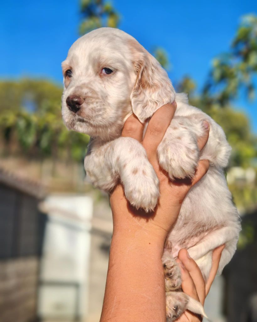 de l'écho de la Mordorée - Chiots disponibles - Setter Anglais
