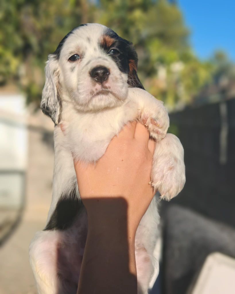 de l'écho de la Mordorée - Chiots disponibles - Setter Anglais