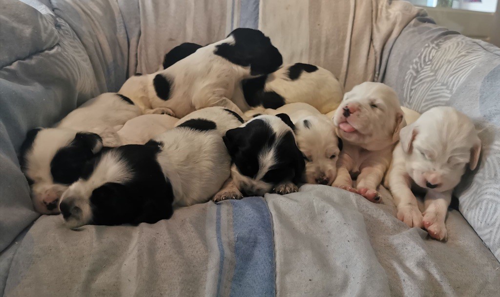 Chiot Setter Anglais de l'écho de la Mordorée