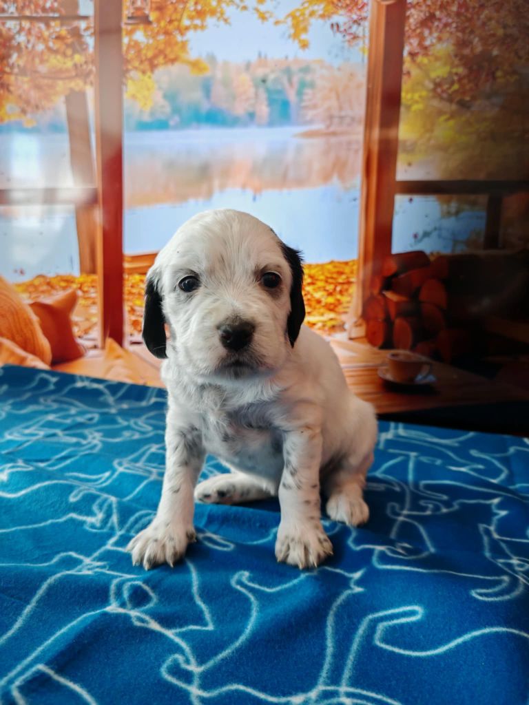 de l'écho de la Mordorée - Chiots disponibles - Setter Anglais