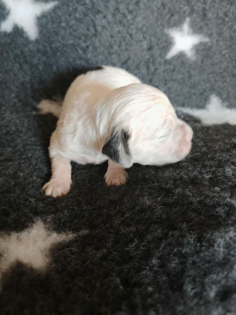 de l'écho de la Mordorée - Chiots disponibles - Setter Anglais