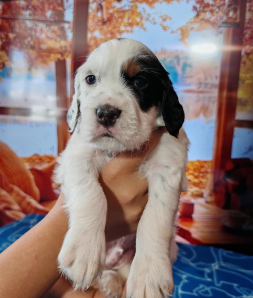de l'écho de la Mordorée - Chiots disponibles - Setter Anglais