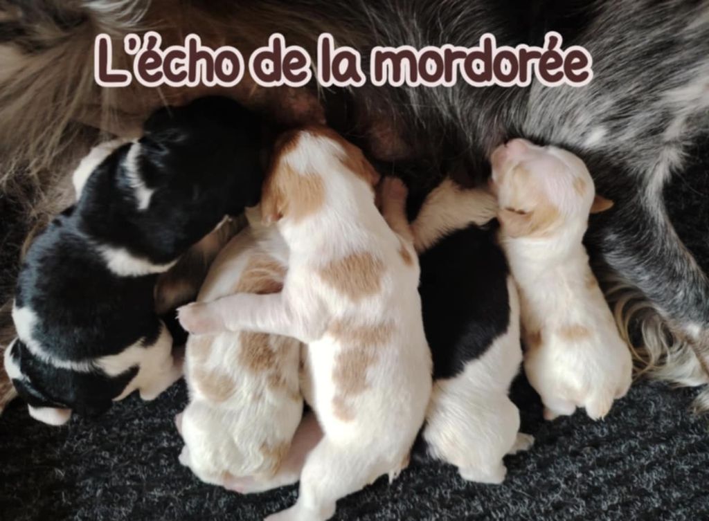 Chiot Epagneul Breton de l'écho de la Mordorée