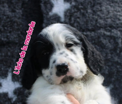 CHIOT