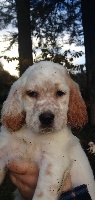 CHIOT