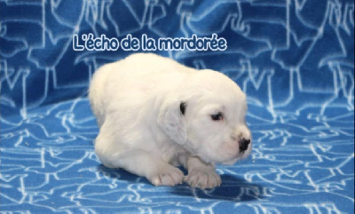 CHIOT