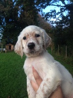 CHIOT