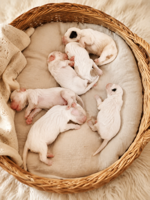 Chiot N°6
