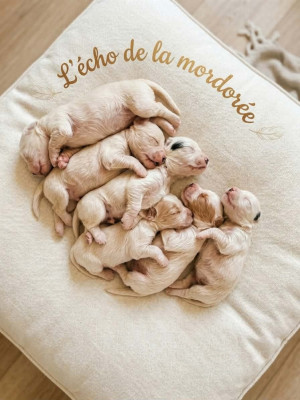 Chiot N°5
