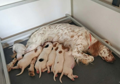 Chiot N°3