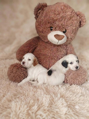 Chiot N°2