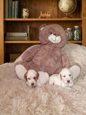 Chiot N°4