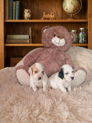 Chiot N°6