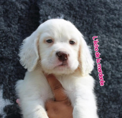 CHIOT