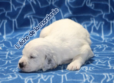 CHIOT