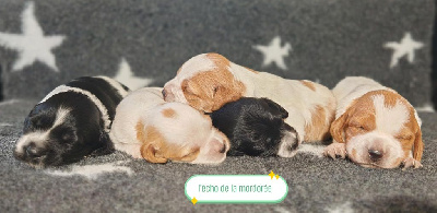 CHIOT