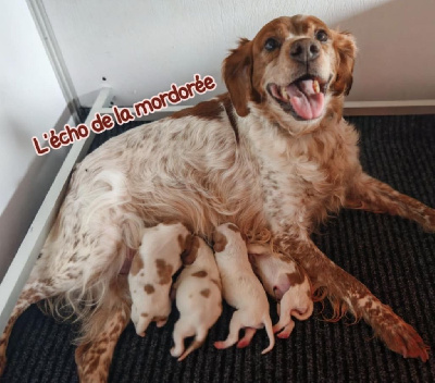 CHIOT