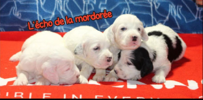 CHIOT