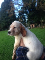 CHIOT
