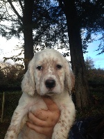 CHIOT