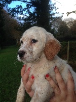 CHIOT
