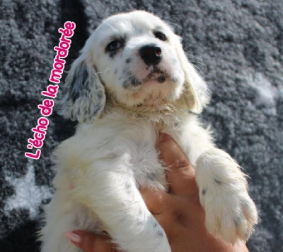 CHIOT