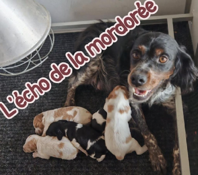 CHIOT