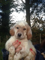 CHIOT