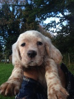 CHIOT