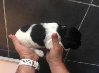 NIKITA DE L'ÉCHO DE LA MORDORÉE