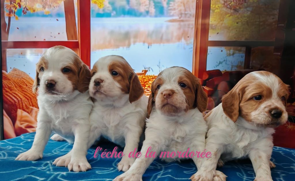 de l'écho de la Mordorée - Epagneul Breton - Portée née le 31/08/2025