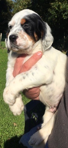 de l'écho de la Mordorée - Setter Anglais - Portée née le 25/08/2017